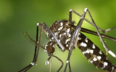 Obat demam berdarah sudah di temukan