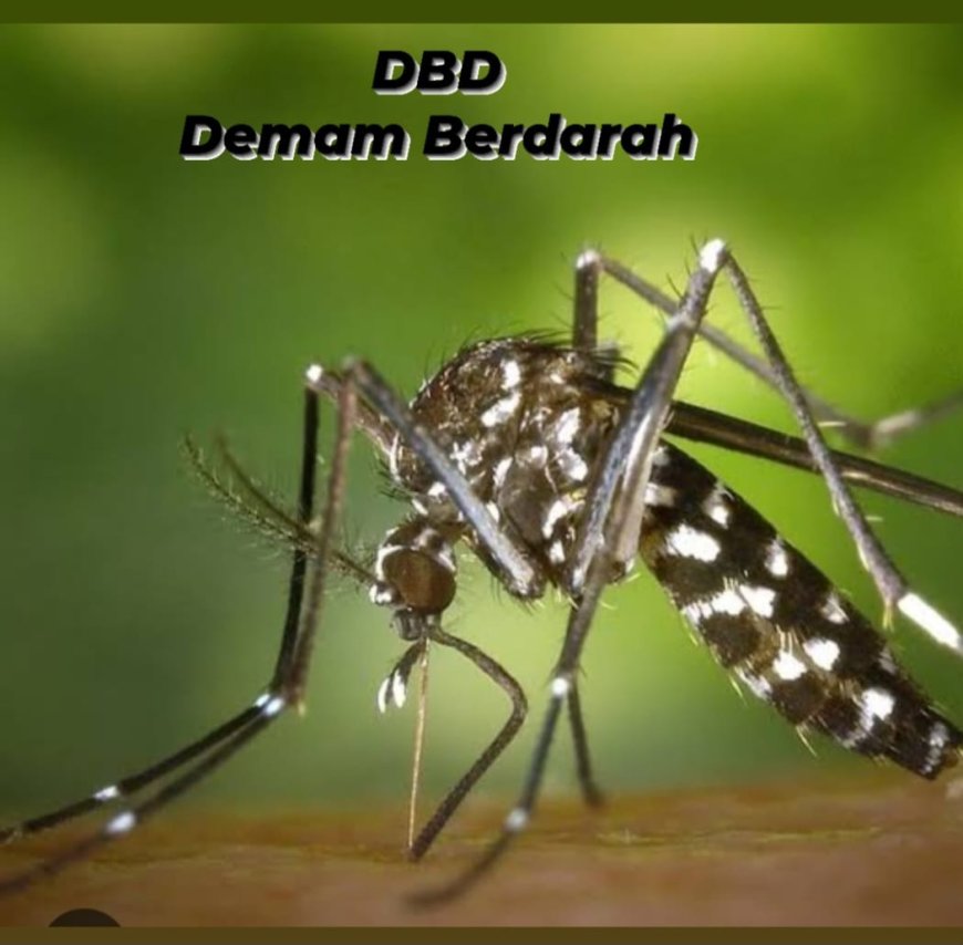 Obat demam berdarah sudah di temukan