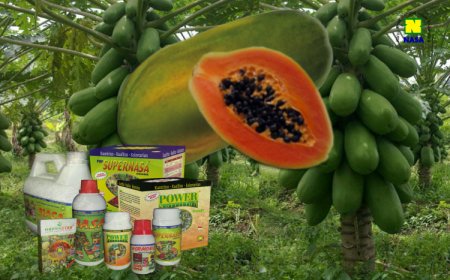 Budidaya Tanaman Pepaya